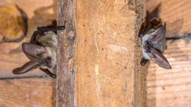 Two Grey long eared bats clipart