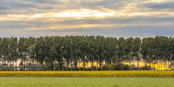 Traditional windbreak lane in the Netherlands — Stock Photo, Image