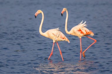İki flamingolar yürüyüş
