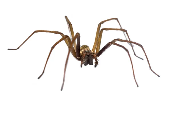 Giant House Spider frontale geïsoleerd op witte achtergrond — Stockfoto
