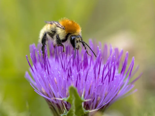 Great yellow bumblebee on flower — Stock Photo, Image