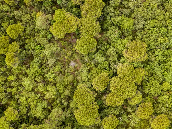 Vista aerea foresta mista — Foto Stock