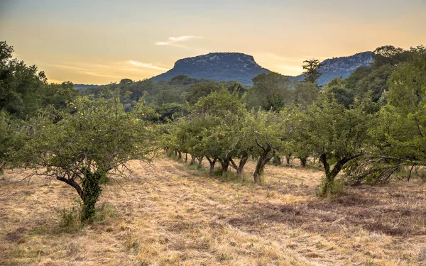 Ecologische appelboom Gaard — Stockfoto