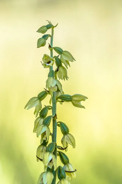 Wild Orchid Helleborine — Stock Photo, Image