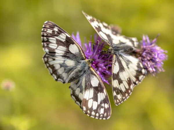 Pareja de mariposa blanca de mármol —  Fotos de Stock