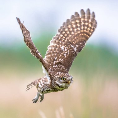 Kukumav bulanık arka plan üzerinde uçan