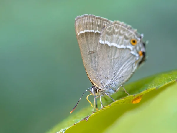 Fioletowy ostrokrzewiowiec motyl — Zdjęcie stockowe