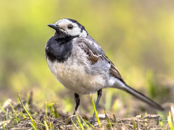 White wagtail in grass field — Stock Photo, Image