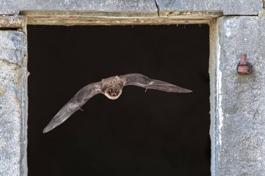 Natterers bat flying through window clipart