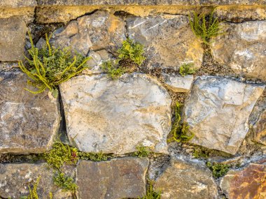 Tipik duvar Flora ile eski duvar 