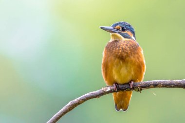 Avrupa Kingfisher sopa üzerinde yer alan