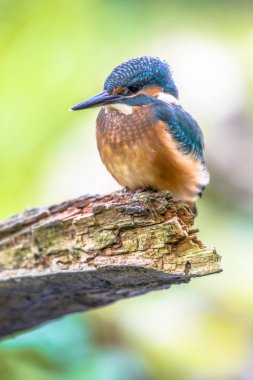 Avrupa Kingfisher günlük bekliyor