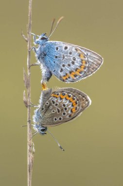 Çift Gümüş çivili mavi kelebekler çiftleşme