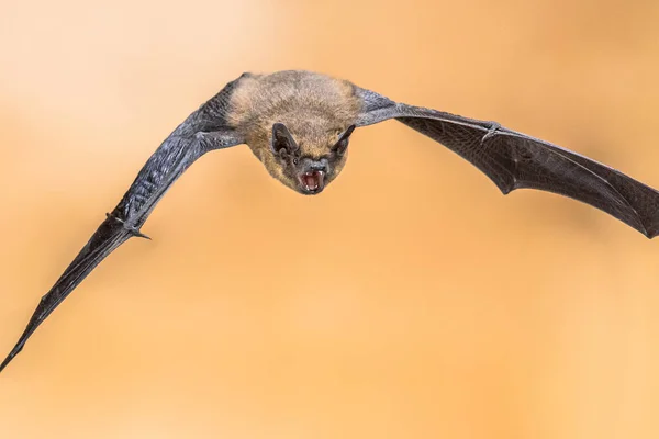 Echolocating piperle 蝙蝠作物 — 图库照片
