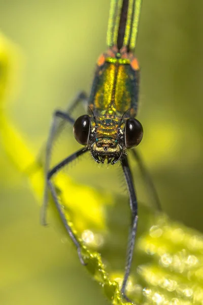 Copper demoiselle female dragonfly frontal portrait — Stock Photo, Image