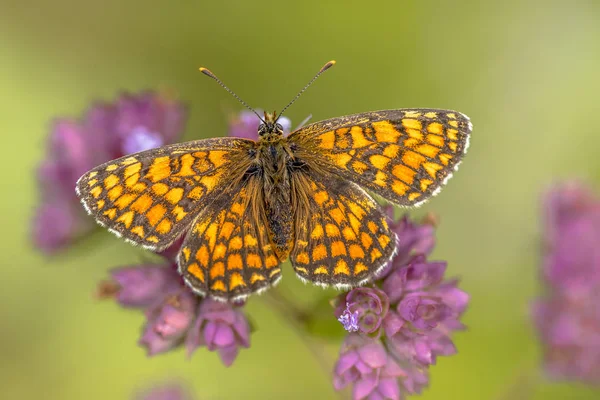 Ängen pärlemorfjäril fjäril — Stockfoto