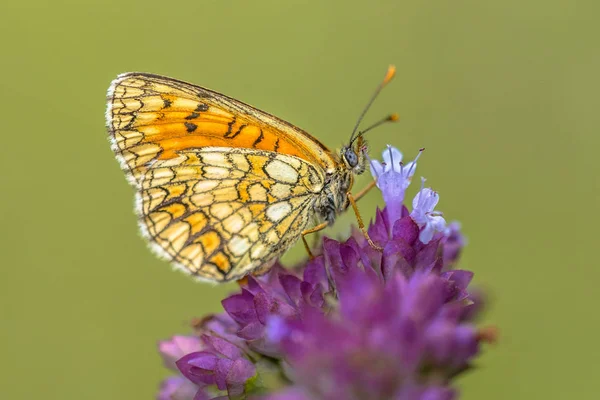 Луговая бабочка-фрикаделька — стоковое фото
