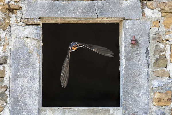 Granero tragar volando a través de ventana — Foto de Stock