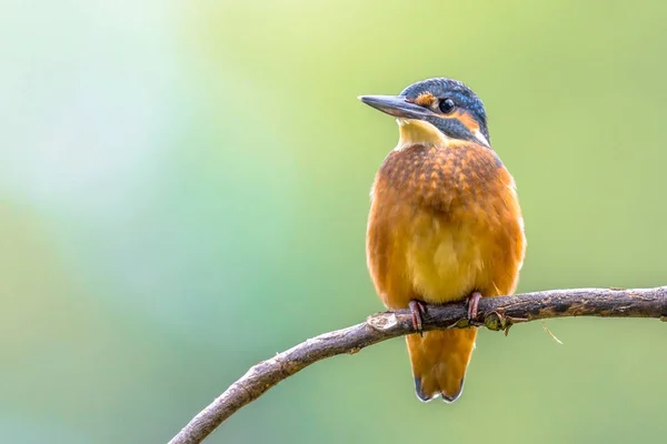 Europese ijsvogel zat op stok — Stockfoto