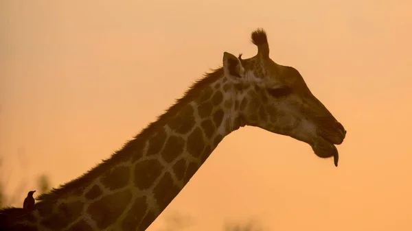 Girafa silhueta retrato em luz laranja da tarde — Fotografia de Stock