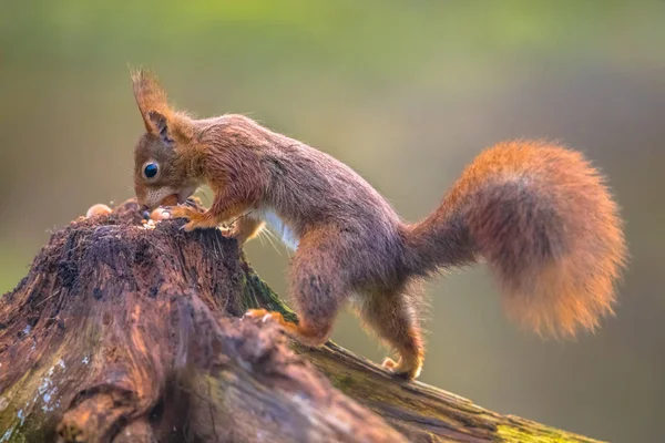Ardilla roja comiendo nueces — Foto de Stock