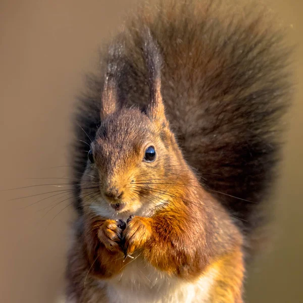 Rode eekhoorn eten portret — Stockfoto