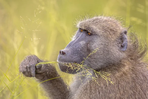 Chacma babuíno alimentando-se de sementes de grama — Fotografia de Stock