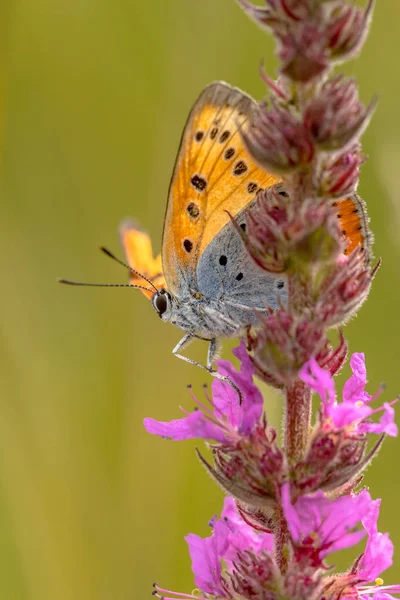 Large copper on purple loosestrife