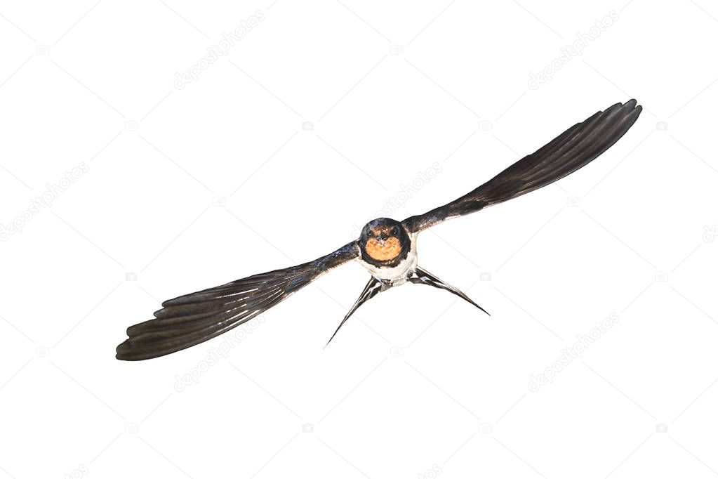 Barn swallow flying on white background