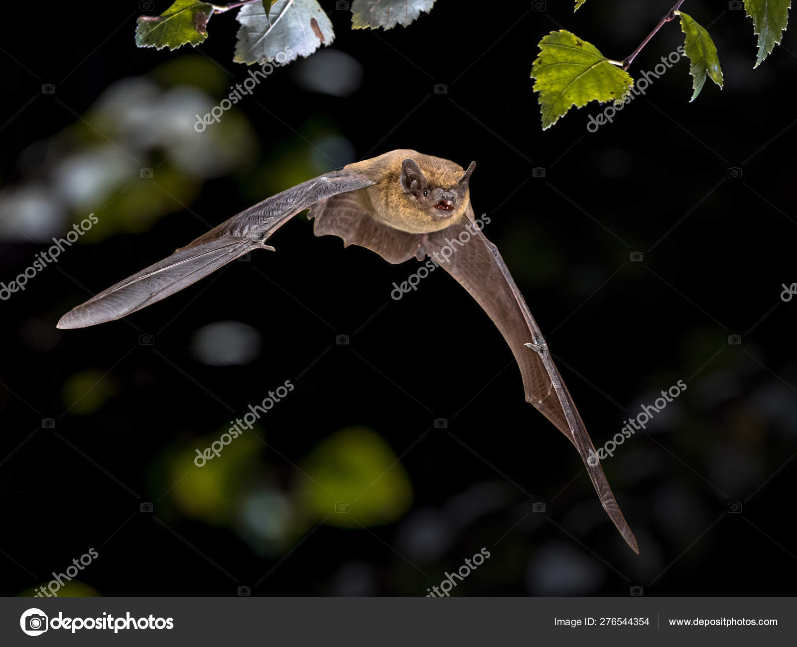 Pipistrelle Images Libres De Droit Photos De Pipistrelle Depositphotos Pipistrelle Images Libres De Droit Photos De Pipistrelle Depositphotos