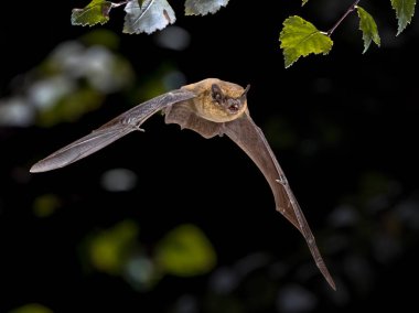 Uçan Pipistrelle bat IIN doğal orman arka plan