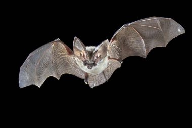 Flying Grey long eared bat clipart