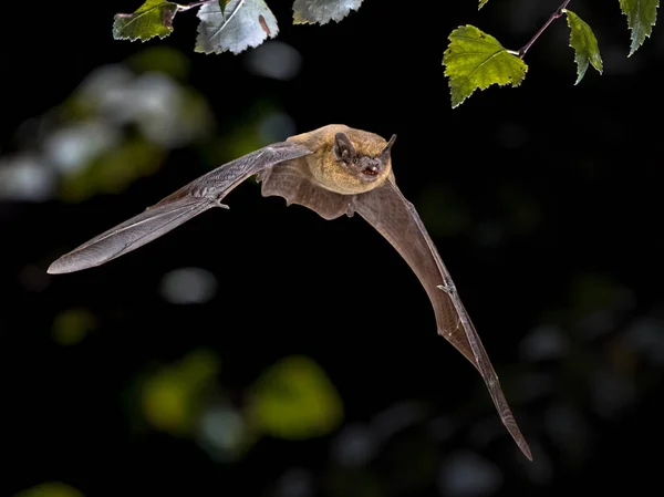 Flying Pipistrelle chauve-souris iin fond de forêt naturelle — Photo