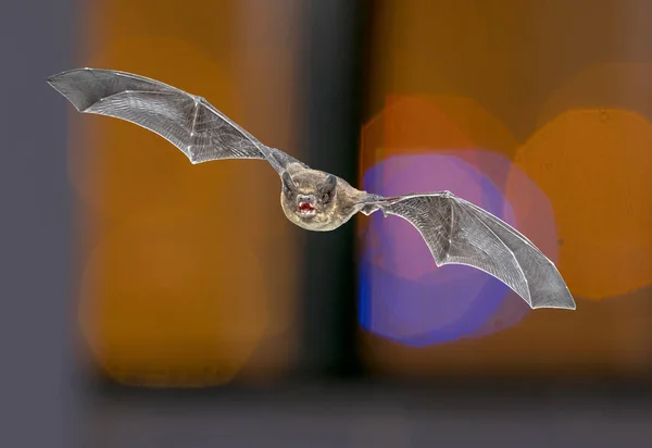 Pipistrelle morcego sobre fundo colorido — Fotografia de Stock