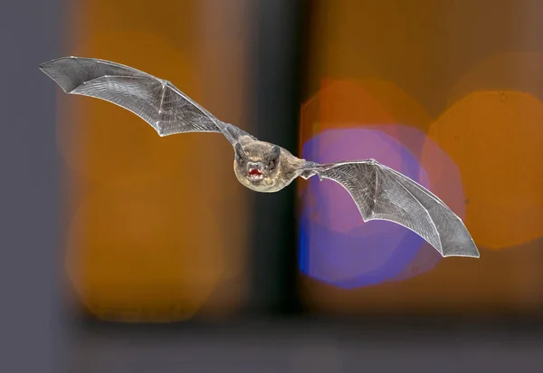 Pipistrelle bat på färgstarka bakgrund — Stockfoto