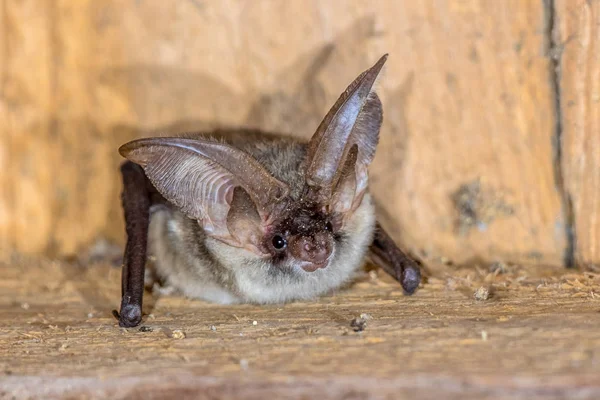 Grey long eared bat — Stock Photo, Image