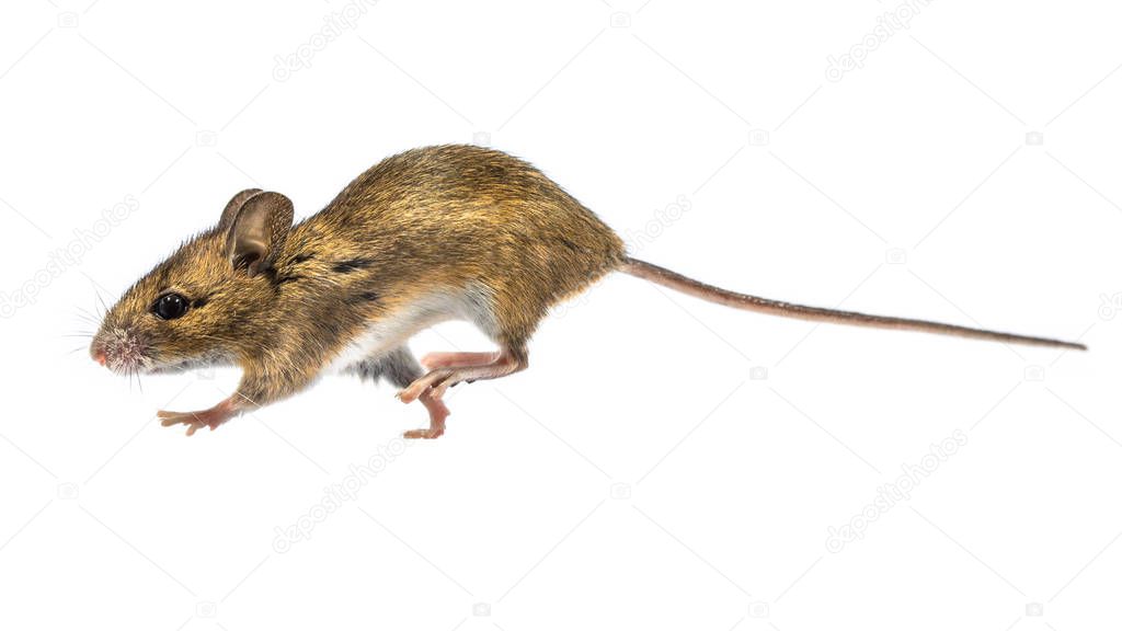 Running mouse isolated on white background