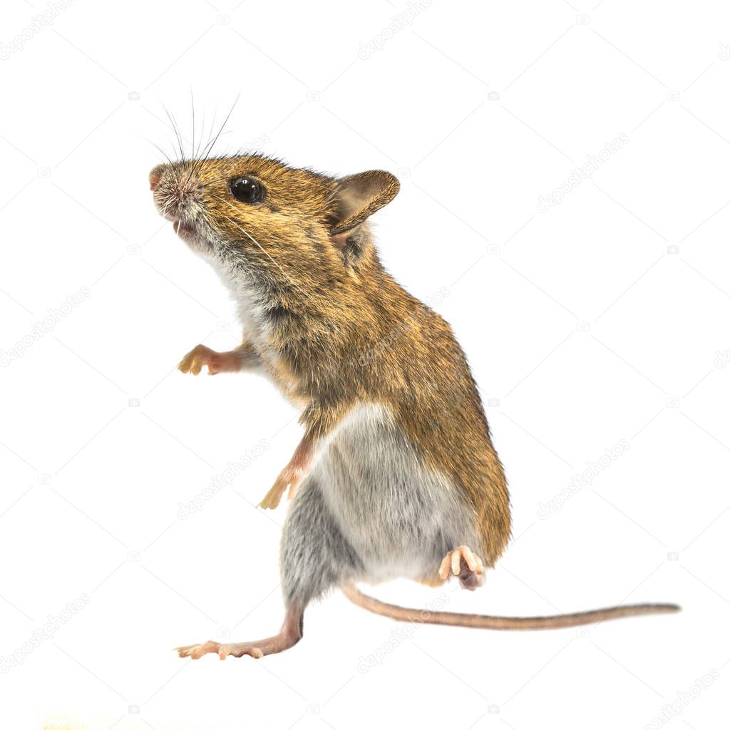 Dancing mouse isolated on white background