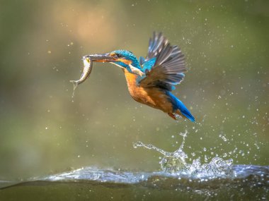 Ortak Avrupa Kingfisher Balık yakalamak ile uçan
