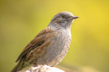 Dunnock Side arıyor şube üzerinde tünemiş