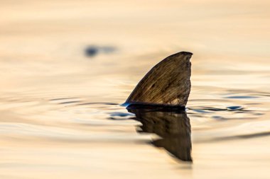 Avrupa sazan balığı yumurtlama