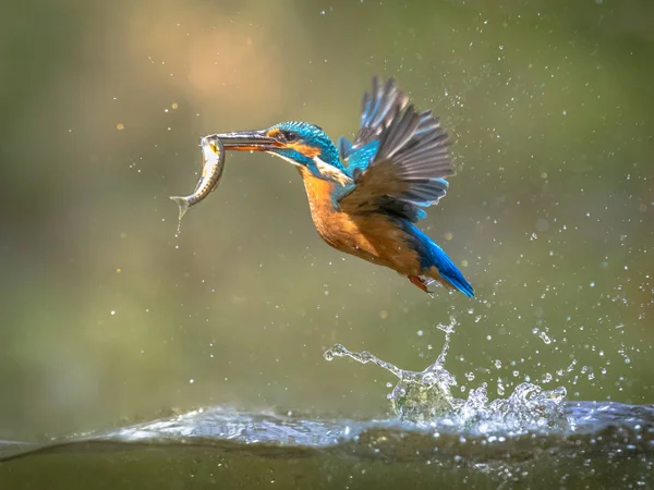 Gemeenschappelijke Europese ijsvogel vliegen met vis vangst — Stockfoto