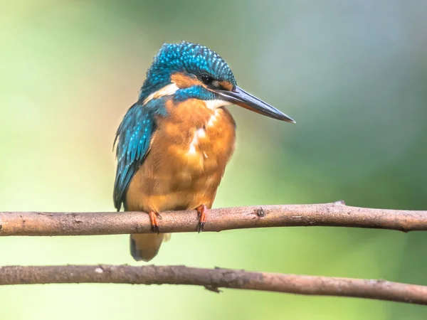 Europese ijsvogel neergestreken op tak met kleurrijke achtergrond — Stockfoto