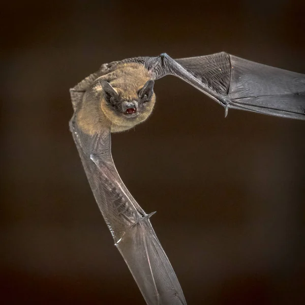 Voando Pipistrelle morcego na frente do quadrado da parede de tijolo — Fotografia de Stock