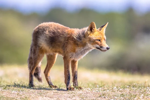 Red Fox в естественной среде обитания — стоковое фото