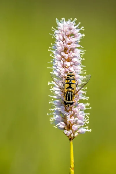 Snakeweed with hoverfly — Stock Photo, Image