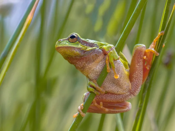 Zielone drzewo żaba patrząc w górę przygotowując się do skoku — Zdjęcie stockowe