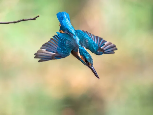 Спільний Європейський Kingfisher занурення — стокове фото