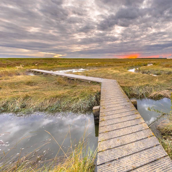 Boardwalk i tidvatten Marshland naturreservat Saeftinghe Insta — Stockfoto