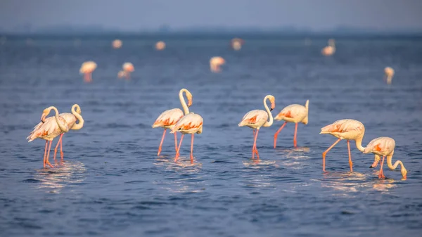 Group of Flamingos feeding — Stock Photo, Image